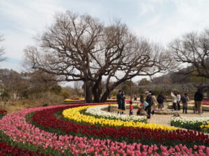 あしかがフラワーパーク：春の花まつりの写真です。