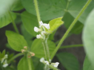 エダマメの花の写真です。