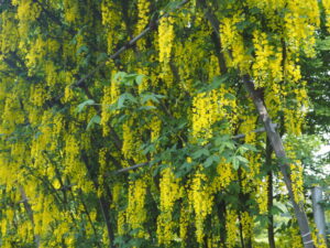 あしかがフラワーパーク：藤の開花状況の写真です。