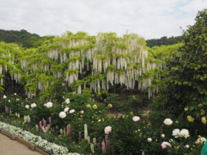 あしかがフラワーパーク：藤の開花状況の写真です。