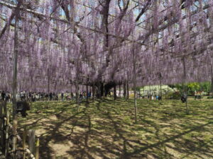 あしかがフラワーパーク：藤の開花状況の写真です。
