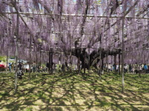 あしかがフラワーパーク：藤の開花状況の写真です。