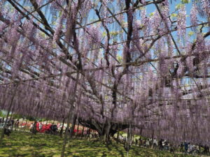 あしかがフラワーパーク：藤の開花状況の写真です。
