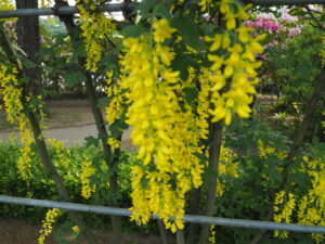 あしかがフラワーパーク：藤の開花状況の写真です。