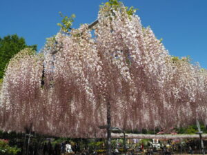 あしかがフラワーパーク：藤の開花状況の写真です。
