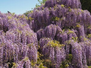 あしかがフラワーパーク：藤の開花状況の写真です。