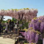 あしかがフラワーパーク：藤の開花状況の写真です。
