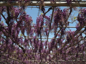 あしかがフラワーパーク：藤の開花状況の写真です。