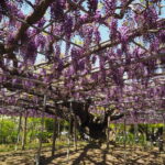 あしかがフラワーパーク：藤の開花状況の写真です。