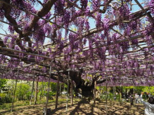 あしかがフラワーパーク：藤の開花状況の写真です。