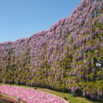 あしかがフラワーパーク：藤の開花状況の写真です。