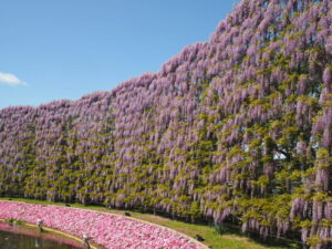 あしかがフラワーパーク：藤の開花状況の写真です。