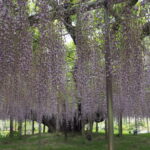 あしかがフラワーパーク：藤の開花状況の写真です。