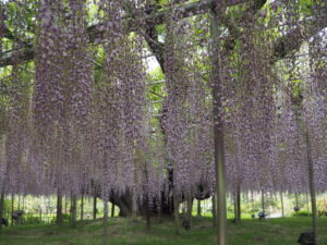あしかがフラワーパーク：藤の開花状況の写真です。