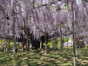 あしかがフラワーパーク：藤の開花状況の写真です。