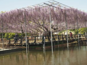 あしかがフラワーパーク：藤の開花状況の写真です。