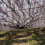 あしかがフラワーパーク：藤の開花状況の写真です。