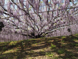 あしかがフラワーパーク：藤の開花状況の写真です。