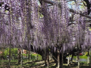 あしかがフラワーパーク：藤の開花状況の写真です。