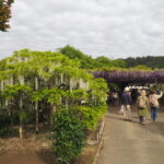 あしかがフラワーパーク：藤の開花状況の写真です。