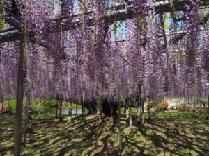 あしかがフラワーパーク：藤の開花状況の写真です。