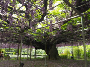 あしかがフラワーパーク：藤の開花状況の写真です。