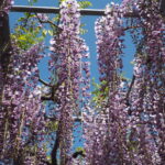 あしかがフラワーパーク：藤の開花状況の写真です。