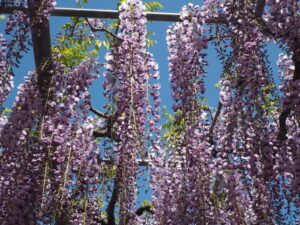 あしかがフラワーパーク：藤の開花状況の写真です。