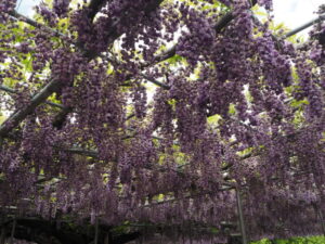 あしかがフラワーパーク：藤の開花状況の写真です。