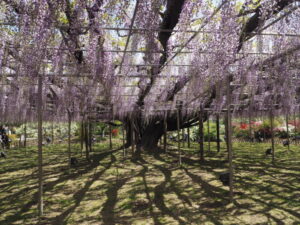 あしかがフラワーパーク：藤の開花状況の写真です。