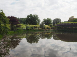 あしかがフラワーパーク：藤の開花状況の写真です。