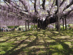 あしかがフラワーパーク：藤の開花状況の写真です。