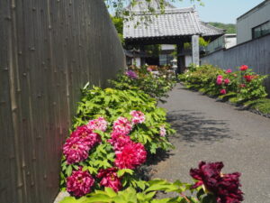 光明寺：山門前で咲くぼたんの写真です。