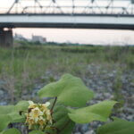 渡良瀬橋の河原で咲く花の写真です。