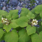 渡良瀬橋の河原で咲く花の写真です。