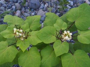 渡良瀬橋の河原で咲く花の写真です。