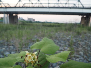 渡良瀬橋の河原で咲く花の写真です。