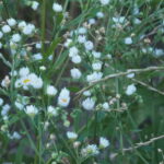 渡良瀬橋の下で咲く花の写真です。