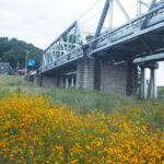 渡良瀬橋の下で咲く花の写真です。