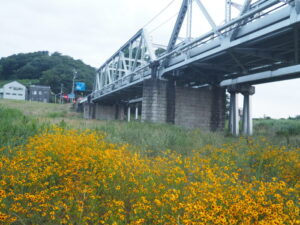 渡良瀬橋の下で咲く花の写真です。