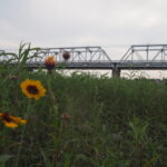 渡良瀬橋の下で咲く花の写真です。