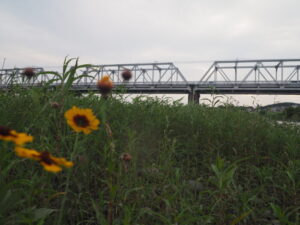 渡良瀬橋の下で咲く花の写真です。