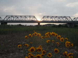渡良瀬橋の下で咲く花の写真です。