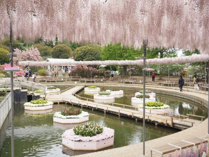 あしかがフラワーパークの花の写真です。