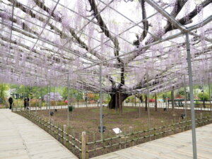 あしかがフラワーパーク大藤の写真です。