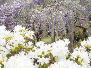 あしかがフラワーパークの花の写真です。