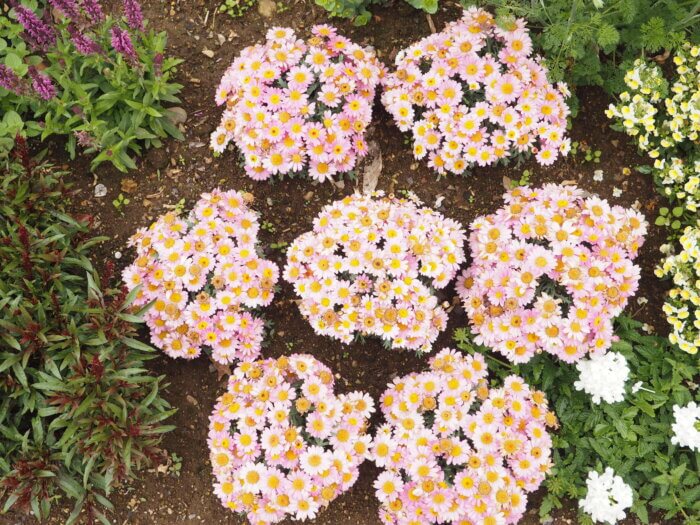 あしかがフラワーパークの花の写真です。