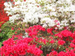 あしかがフラワーパークの花の写真です。