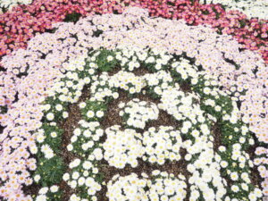 あしかがフラワーパークの花の写真です。