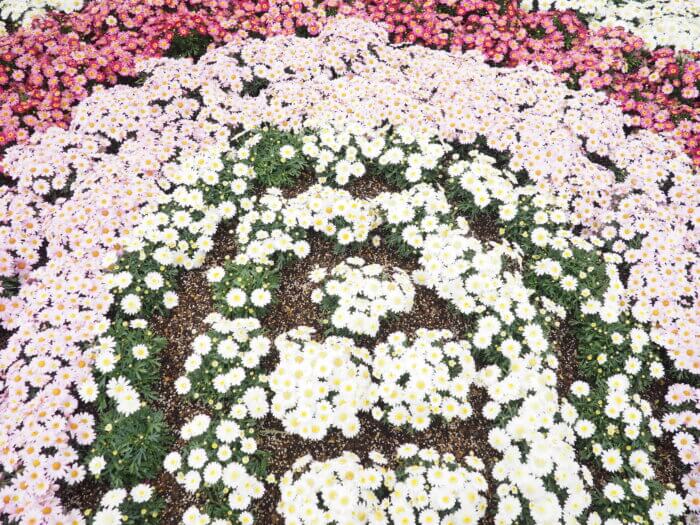 あしかがフラワーパークの花の写真です。